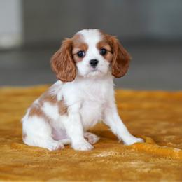 Jasmine - Blenheim female Cavalier King Charles Spaniel puppy in Sugarcreek, Ohio from Chocolate Cavalier