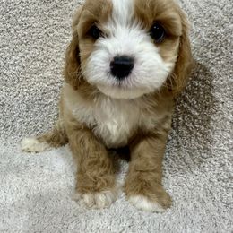 Cavapoo - Apricot male Cavapoo puppy in Bloomfield, Iowa from Schooley Doodles