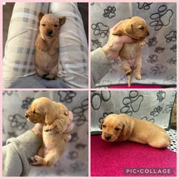 Cream female - Cream female Dachshund puppy in Madison, Wisconsin from SK Dashing  Dachshunds
