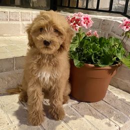 Honey - Goldendoodle