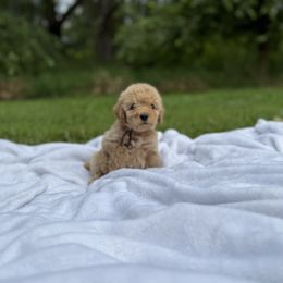 Lucca - Apricot male Poodle puppy in Allentown, Pennsylvania from Poodles Are Mixy