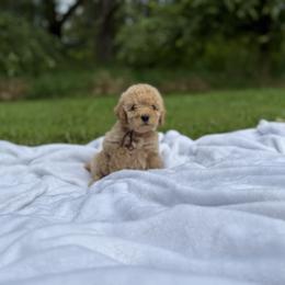 Lucca - Apricot male Poodle puppy in Allentown, Pennsylvania from Poodles Are Mixy