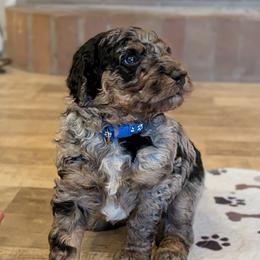Timmy - Blue merle male Aussiedoodle puppy in Yacolt, Washington from Aussiedoodles by Maggie