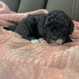 Beautie - Black and white female Cavapoo puppy in Knoxville, Tennessee from Rocky Top Cavapoos