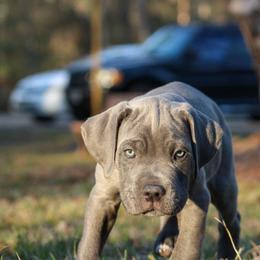 Delamain aka Black Collar - Gray male Cane Corso puppy in Houston, Texas from Zenith Cane Corso