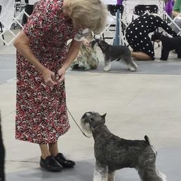 Miniature Schnauzer All Grown Up from Southcross Miniature Schnauzers