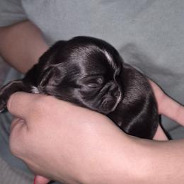 Boy 1 - Black and white male Shih Tzu puppy in Green Valley Lake, California from All American Shih Tzu Puppies