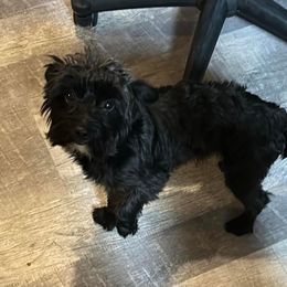 Gizmo - Yorkshire Terrier