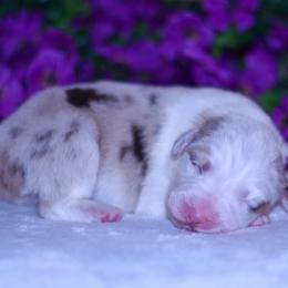 Lilly - Red merle female Australian Shepherd puppy in Easton, Missouri from MMA Kennel