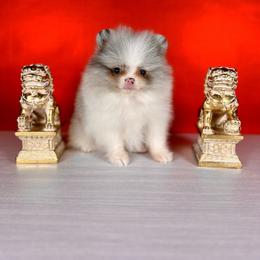 Luffy - Blue merle male Pomeranian puppy in Antioch, California from Ray of Poms