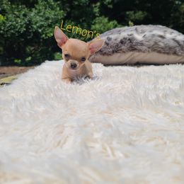 Chihuahua Puppies from Lemon's Full of Flaws Chihuahuas