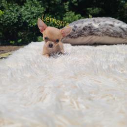Chihuahua Puppies from Lemon's Full of Flaws Chihuahuas