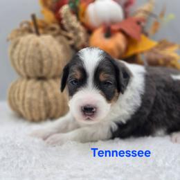 Tennessee - Grey and white male Bernedoodle puppy in Summerville, South Carolina from Channys Doodles