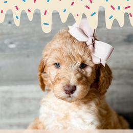 Spot 6 - Red  female Goldendoodle puppy in Redmond, Oregon from Bourbon and Lace Doodles