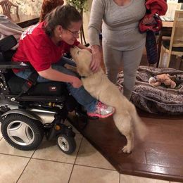 Golden Retriever Puppies from Dewbury Dream Goldens