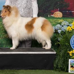 Maizie - White female Collie puppy in Mount Orab, Ohio from Plum Creek Collies