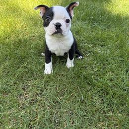 Boston Terrier Puppies from NW Boston Terriers