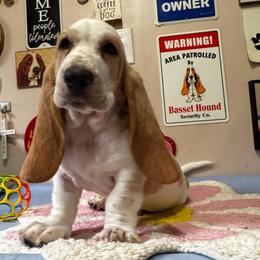 Buster - Red and white male Basset Hound puppy in Pilot Mtn, North Carolina from Lowdown Love Basset Hounds