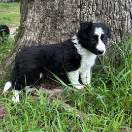 Jackie - Black and white female Border Collie puppy in Jonesboro, Arkansas from Hampton Border Collies