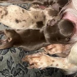 Boone - Chocolate and cream male Dachshund puppy in Onalaska, Texas from Smokey Pines Dachshunds