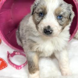 Hershey - Blue merle female Australian Shepherd puppy in Vail, Iowa from Homegrown Huskies