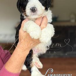 Lamborghini - Tri-color male Bernedoodle puppy in Henry, Illinois from Rowe Farms Doodles