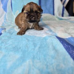 Skipper - Brown male Shichon puppy in Ronda, North Carolina from Willow River