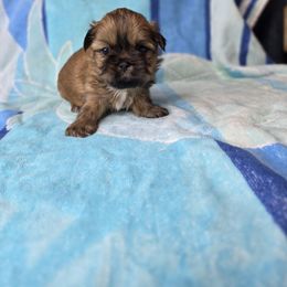 Skipper - Brown male Shichon puppy in Ronda, North Carolina from Willow River