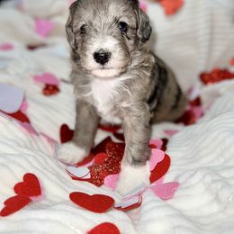 Aussiedoodle, Australian Shepherd, and Toy Australian Shepherd Puppies from Reintree