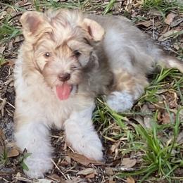 No name yet - Sable female Chinese Crested puppy in Webster, Florida from Xcel's Xoloitzcuintli and Chinese Cresteds