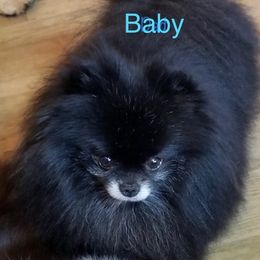 French Bulldogs and Pomeranians from Poms Of Kolour