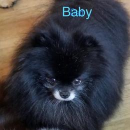 French Bulldogs and Pomeranians from Poms Of Kolour