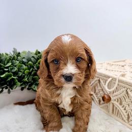 Braxton - Red male Cavapoo puppy in Melissa, Texas from Southern Love Cavapoos & Maltipoos