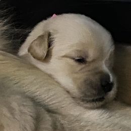 Golden Retrievers from CaraMia Goldens