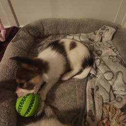 Papillon Puppies from Rene's Papillon