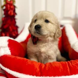 Donner - Light golden male Golden Retriever puppy in Seville, Ohio from Retriever Ranch