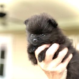 Vinnie - Black male Pomeranian puppy in Royston, Georgia from SouthernHearts Poms
