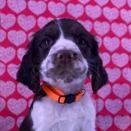 Champ - Liver white and tan male English Springer Spaniel puppy in Crawford, Tennessee from Lilly Lane Spaniels