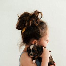 Havanese Puppies from Biscuits N Gravy Havanese