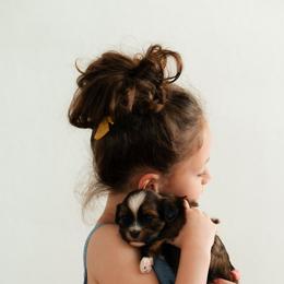 Havanese Puppies from Biscuits N Gravy Havanese