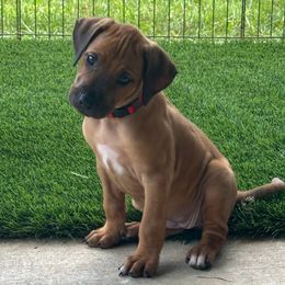 Coral - Rd whtn blk nose female Rhodesian Ridgeback puppy in Montgomery, Texas from Timber Ridge Kennels