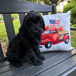 Clover - Black male Goldendoodle puppy in Charlotte, North Carolina from Hopeful Heart Doodles