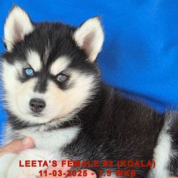 LEETA'S FEMALE 3 - Black and white female Siberian Husky puppy in Manilla, Iowa from Bruck's Siberian Huskies