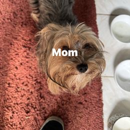Lucy - Yorkshire Terrier