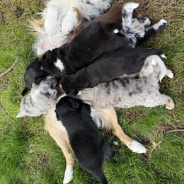 Miniature Australian Shepherd Puppies from Wishing Tree Minis