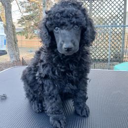 Red - Black female Poodle puppy in Big Rapids, Michigan from Meeker's Ridge Standard Poodles