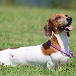 Daphnie - Dachshund