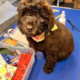 Girl 1 - Goldendoodle puppy from Sandy’s Goldendoodles