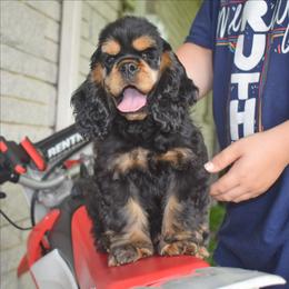Breve - Black and tan male Cocker Spaniel puppy in Myerstown, Pennsylvania from The Cocker Cingdom