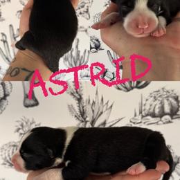 Astrid - Black and white female Border Collie puppy in Sanger, California from Flying M Cactus Ranch Buddies